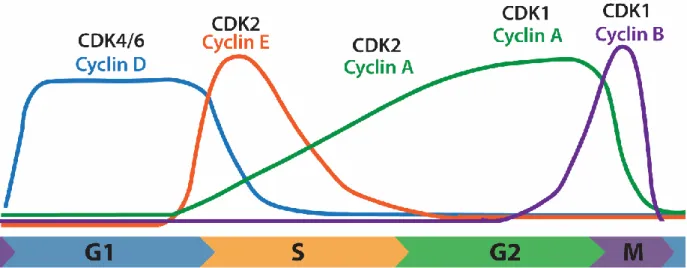Figure 1.1. Cyclin oscillations through the cell cycle. Each cyclin has precise  cell cycle regulated expression, and bind to specific CDKs, forming active kinase  complexes that promote cell cycle progression