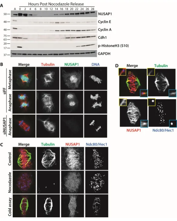 Figure 2.1. NUSAP1 is a cell cycle regulated microtubule binding protein. A)  U2OS clls were synchronized by overnight treatment with nocodazole and released  by mitotic shake-off