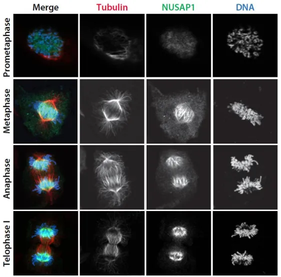 Figure 2.3. NUSAP1 mitotic localization. NUSAP1 localization through mitosis. 