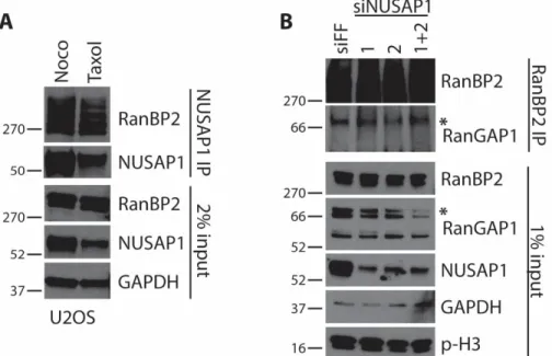Figure 2.5 RanBP2 co-precipitates with NUSAP1 in both Nocodazole and  Taxol arrested cells, and does not influence complex assembly