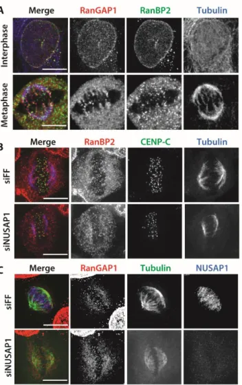 Figure 2.6 NUSAP1 depletion does not affect mitotic localization of the RRU  complex. A) Endogenous RanBP2 and RanGAP1 localization in both interphase and  metaphase HeLa cells