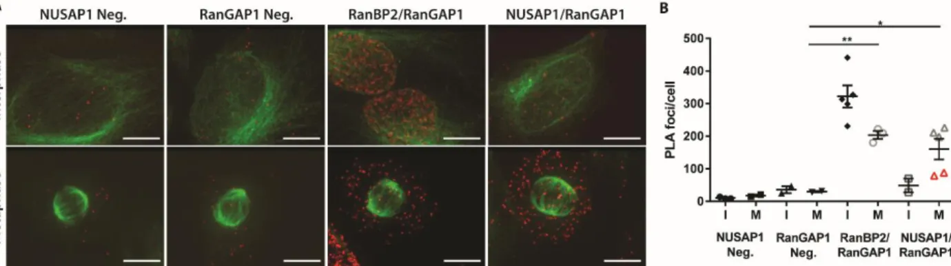 Figure 2.9 NUSAP1 and RanBP2 interact in the cytosol of mitotic cells. A)  PLA in U2OS cells using endogenous against NUSAP1, RanGAP1, RanBP2, or control  IgG