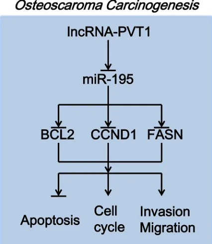 Figure 7: PVT1 promotes tumor growth in vivo. (A) Statistical analysis of changes in tumor volume in vivo