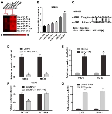 Figure 4: PVT1 negatively regulates miR-195 in osteosarcoma cells. (A) The cluster heat map of differentially expressed miRNAs in U2OS cells transfected with control or si-PVT1#1 on a scale from black (low) to red (high)