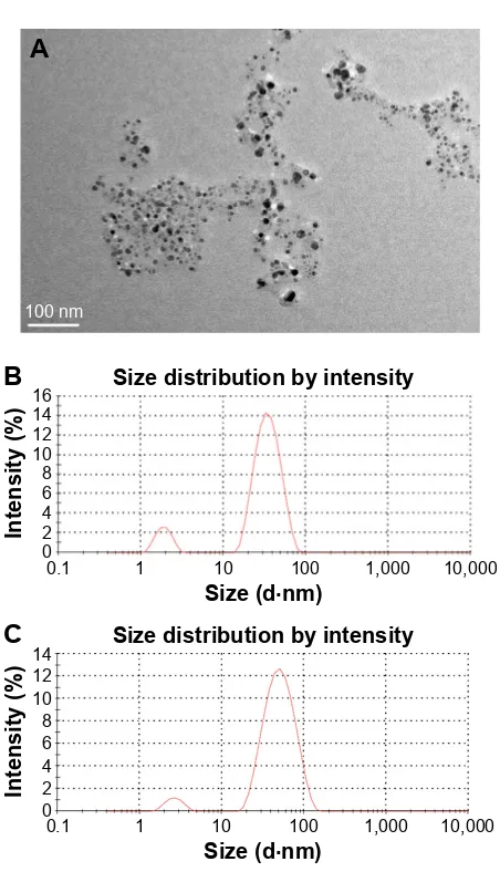 Figure 5 TeM image and size distribution of the agNPs.Notes: (A) representative images of agNPs biosynthesized by the reduction of agNO3 solution with the cell filtrate of Arthroderma fulvum (scale bar =100 nm) and (B, C) size distribution of the agNPs from Malvern Zetasizer Nano Zs analysis after being biosynthesized 10 hours and 2 months, respectively.Abbreviations: agNPs, silver nanoparticles; TeM, transmission electron microscopy.