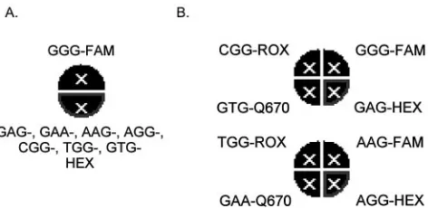 FIG. 2. Multiplex assay formats. (A) Graphic output of the Strat-agene Mx4000 software for the multiplex single-tube assay