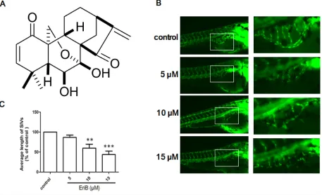 Figure 1: The inhibitory effects of EriB on the formation of subintestinal vessel (SIV) of Tg(  fli1:EGFP) zebrafish embryos