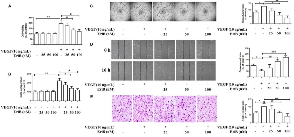 Figure 3: EriB inhibited VEGF-induced cell viability, cell proliferation and also suppressed in vitro angiogenesis in HUVECs