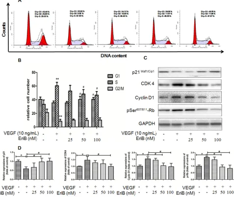 Figure 4: EriB caused G1 arrest via the modulation of p21-cyclin D1/CDK4-pRb pathway. A