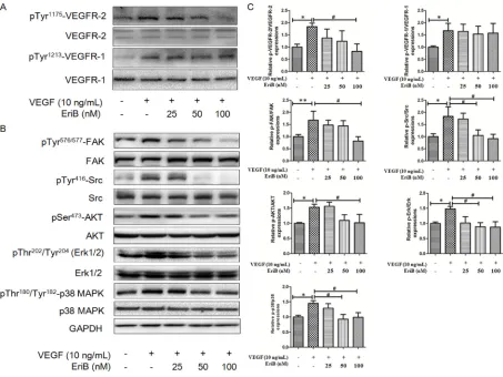 Figure 5: EriB inhibited the activation of VEGFR-2 induced by VEGF and suppressed VEGFR-2-mediated downstream signaling pathway