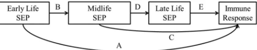 Figure 1. Life course model of the association between early life SEP and adult immune response  to common persistent pathogens
