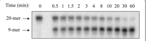 Fig. 1 Representative time course of hOGG1 activity. One strand of this 20 bp duplex contains 8oxoG at the 10th position from the radiolabeled 5′ end