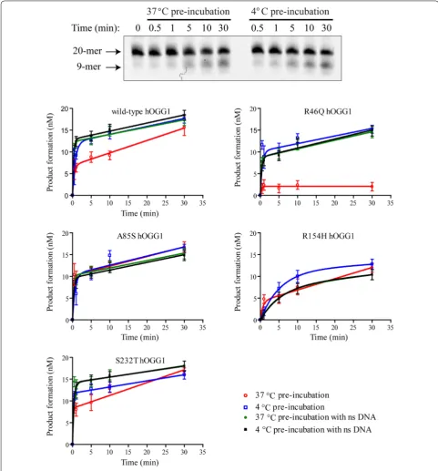 Fig. 2 Thermolability of excision activity for hOGG1 variants. The hOGG1 variants’ enzyme activities were compared with or without thermal challenge