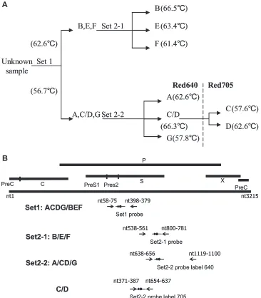 FIG. 1. Primers and hybridization probes on melting curve analysis. (A) The workﬂow used for differentiating the seven HBV genotypes A toG with two-step melting curve analysis