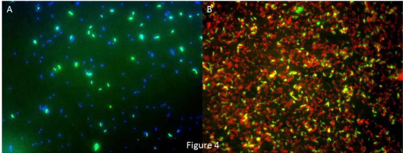 Figure 4.  Hybridization of samples from the n-hexadecane enrichment experiment with (A)  Mrb-0625-a (green) amongst the entire DAPI-stained microbial population (blue) in a sample  taken  from  vial  1  after  3  days,  and  (B)  Mrb-0625-a  (yellow-green