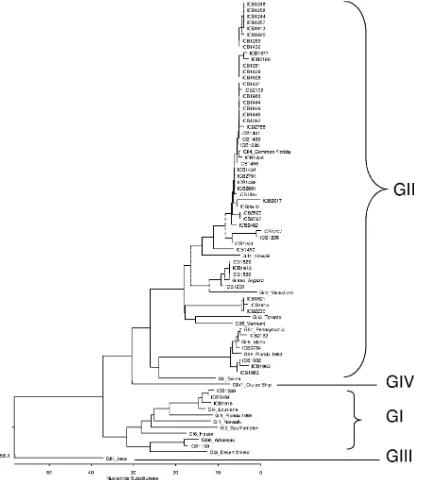 FIG. 1. Phylogenetic tree of region B nucleotide sequences from 56 norovirus samples identiﬁed by number detected in children in Sa˜o Paulo,Brazil, and of norovirus GI and GII reference strains