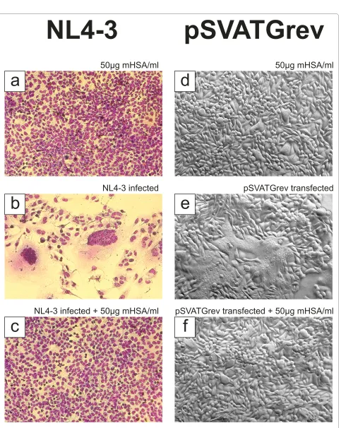 Figure 5 Inhibition of NL4-3 and gp120-induced syncytium formationwere monitored 5 days after infection by visualization of induced syncytia and cell layer destruction after formalin fixation followed by a standard stain-ing procedure (Hemacolorwere infect