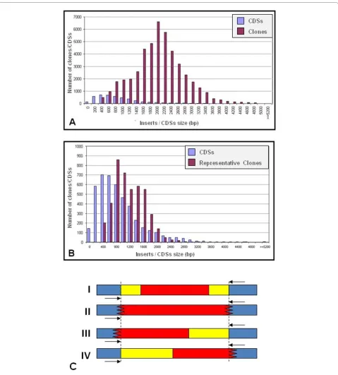 Figure 1 (A) Size distribution of the 46,462 inserts generated by the shotgun technique and of the 4,489 CDSs annotated in the XAC ge-genomic librarynome