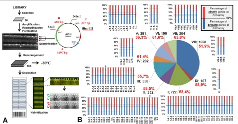 Figure 2 (A) Figurative fluxogram of the based on primary, secondary and tertiary annotation categories The PCR products were purified and visually analyzed for concentration based on a molecular weight standard created specifically for this purpose and by