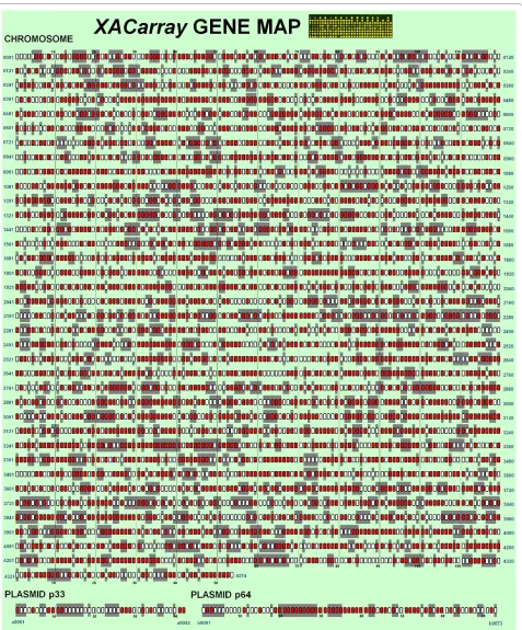 Figure 3 XAC genes presented on the background highlights the genes annotated as hypothetical or hypothetical conserved