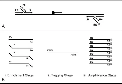 FIG. 1. Templex HPV ampliﬁcation. (A) In the Templex HPV assay, nested gene-speciﬁc primers are designed to enrich the targets duringinitial PCR cycling