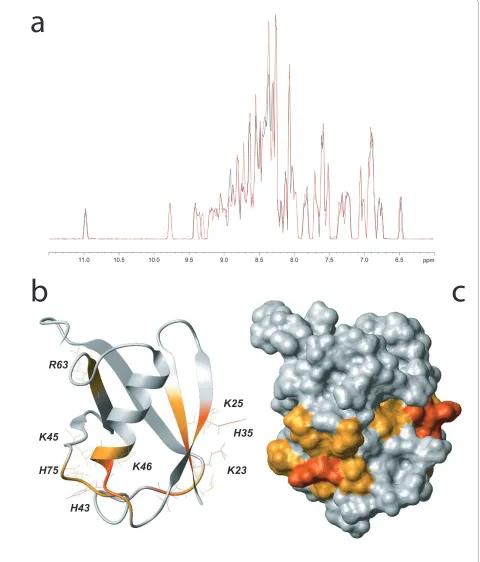 Figure 1 SUMO-1 DNA interaction detected using NMRsentation in grey. SUMO-1 residues implicated in DNA binding are colored as a function of their chemical shift variations: red for Δδ > 0.06 ppm and 