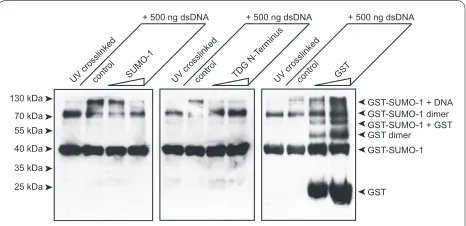 Figure 4 Competition of SUMO-1 DNA interaction by TDG N-ter-minus. GST-SUMO-1 DNA complexes were incubated with increasing amounts of free SUMO-1, the TDG N-terminus or GST for the UV-cross-linking experiments carried out under the conditions described for