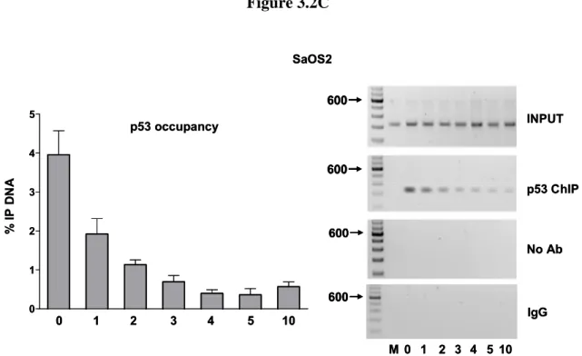 Figure 3.2C  012345 Nucleotides in spacer of p21-5’01234510% IP DNAp53 occupancy INPUT p53 ChIPNo Ab6006006000 1 2 3 4 5 10MSaOS2IgG060012345Nucleotides in spacer of p21-5’01234510% IP DNAp53 occupancyINPUTp53 ChIPNo Ab6006006006006006000 1 2 3 4 5 10MSaOS