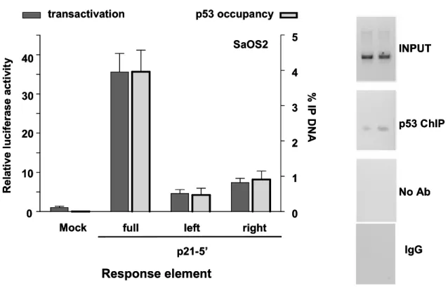 Figure 3.3B  MockRelative luciferaseactivity SaOS2102030400 p21-5’leftfull right Response element  INPUT p53 ChIPNo Ab% IP DNAp53 occupancy123405transactivationIgGMockRelative luciferaseactivitySaOS2102030400p21-5’leftfullrightResponse element INPUTp53 ChI