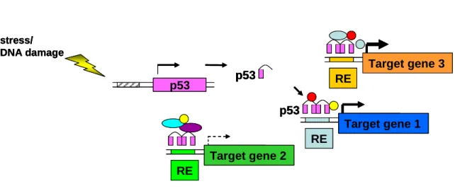 Figure 1.2  p53 p53stress/DNA damage p53 ADE2 RE Target gene 1 ADE2 RE Target gene 2 ADE2RE Target gene 3p53p53stress/DNA damagep53ADE2RETarget gene 1ADE2RETarget gene 2ADE2RETarget gene 3p53p53stress/DNA damagep53ADE2RE