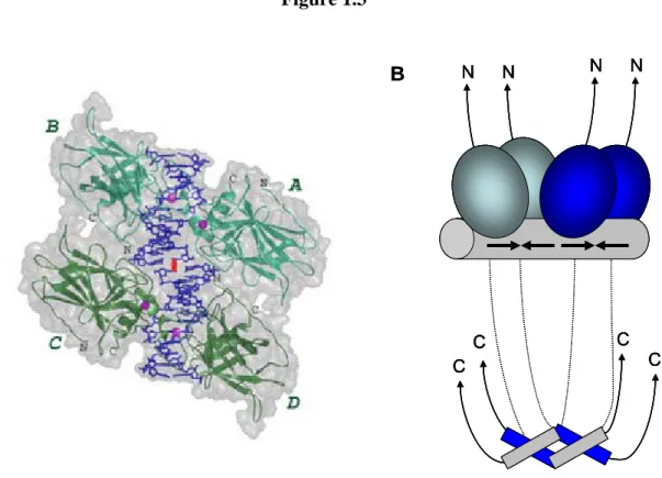 Figure 1.3  A B C C C CNNNNABCCCCNNNNCCCCNNNN