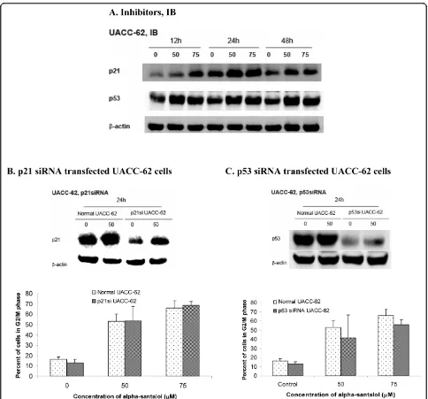 Figure 7 Effects of a-santalol on p21 and p53 in UACC-62 cells. (A). Protein levels of p21 and p53 after a-santalol treatment in UACC-62cells were evaluated by Western blotting