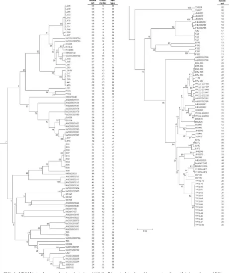 FIG. 1. UPGMA dendrogram showing clustering of 165 C. albicans isolates from 44 sources together with information on ABC type and clonalcluster