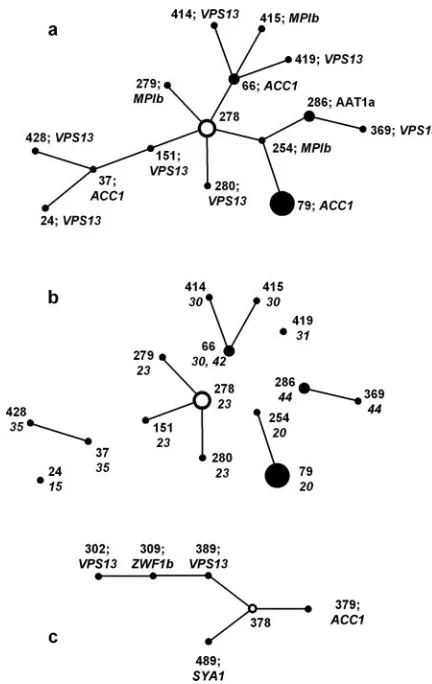 FIG. 2. Clonal clusters 1 (a) and 2 (c) generated by eBURST anal-ysis of the MLST data