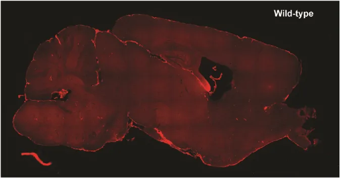 Figure 4: Additional immunohistochemistry images comparing a wild-type mouse with  an adora2A-rM3Ds transgenic mouse