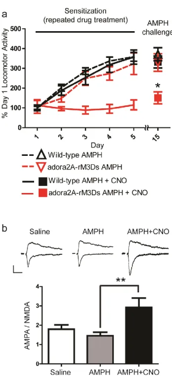 Figure 11: CNO administration modulates amphetamine-induced physiological  changes.  