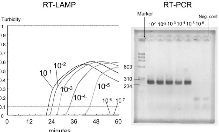 FIG. 2. Detection limit of RT-LAMP and RT-PCR. The Takahashi vaccine strain containing 105.5diluted by 1:10, and each dilution was subjected to RT-LAMP and RT-PCR