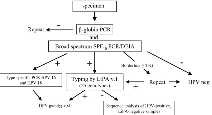TABLE 3. Detection of HPV-18 by SPF10 LiPA andtype-speciﬁc PCR