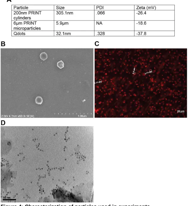 Figure 4: Characterization of particles used in experiments.  