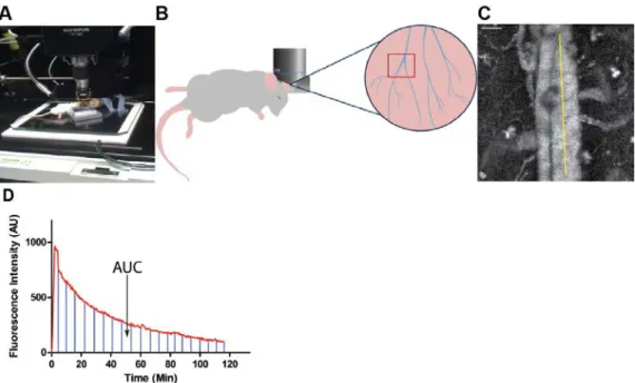 Figure 5: An Intravital Microscopy Based Assay for Screening Nanoparticle  Clearance Rates in Live Animals 