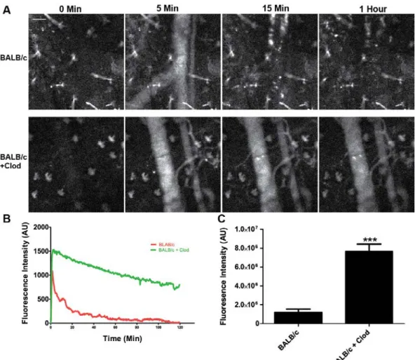 Figure 6: Treatment of BALB/c mice with liposomal clodronate increases  the circulation of nanoparticles in vivo