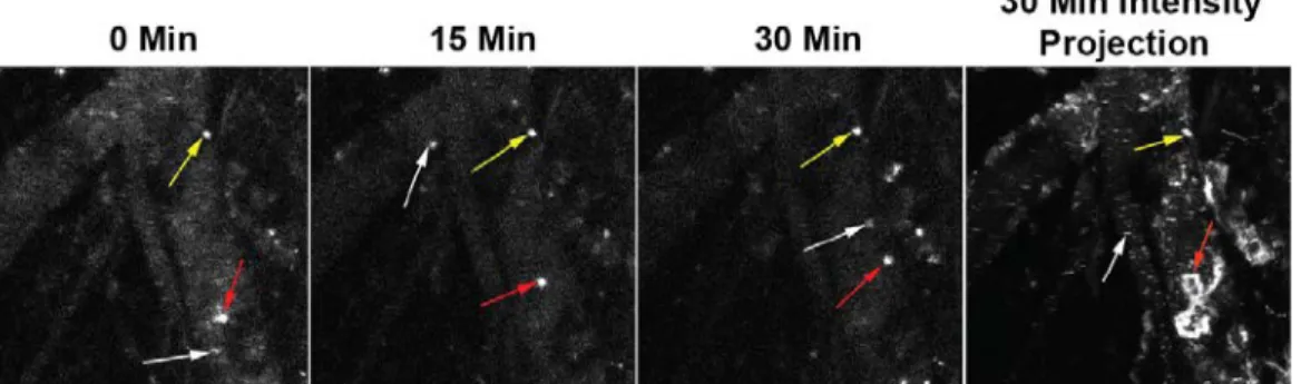 Figure 7: Peripheral immune cells clear nanoparticles in the vasculature. 