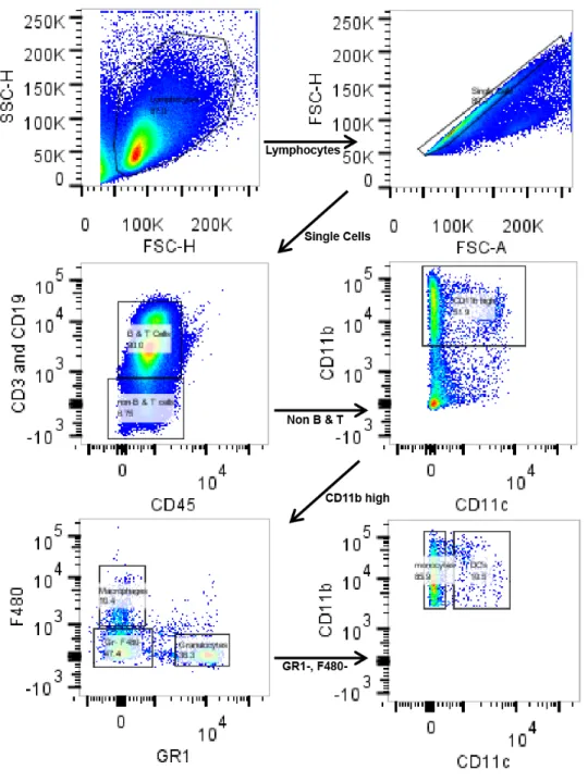 Figure 10.  Representative gating scheme from BALB/c mouse spleen. 