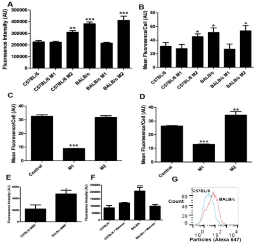Figure 15: M2 polarized macrophages take up more particles than M1  macrophages in mice and humans