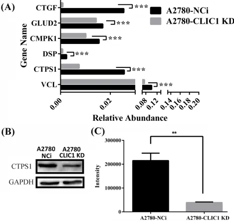 Figure 5: shRNA knockdown of CLIC1 leads to the down regulation of CTPS1, the decrease of CTP concentration and the arrest of G1 phase