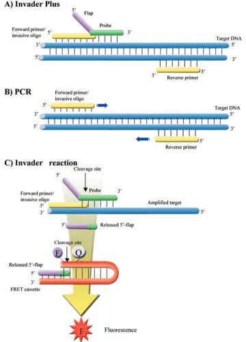 FIG. 1. Schematic representation of the Invader Plus method. Details of the reaction conditions are provided in the text.