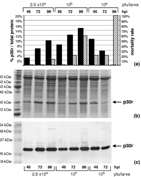 FIG. 1. Production of the recombinant p30 produced in T. nivae. Fourth-instar larvae were inoculated with different doses of re-combinant p30BAC, and infections were allowed to progress for 48, 72,or 96 h postinfection