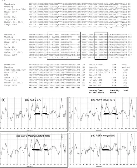FIG. 6. Sequence analysis of p30 proteins from different ASFV isolates. (a) Alignment of p30 sequences obtained from different Africanlocations, including the Spanish E70 isolate
