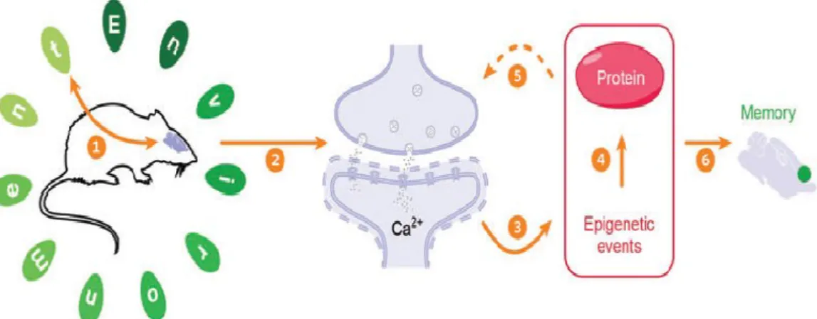 Figure 2.Summary of the basic structural and molecular events that take place during memory  formation