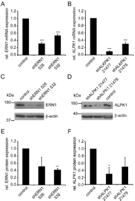 Figure 2: shRNA-mediated knockdown of ERN1 and ALPK1 reduces mRNA and protein expression